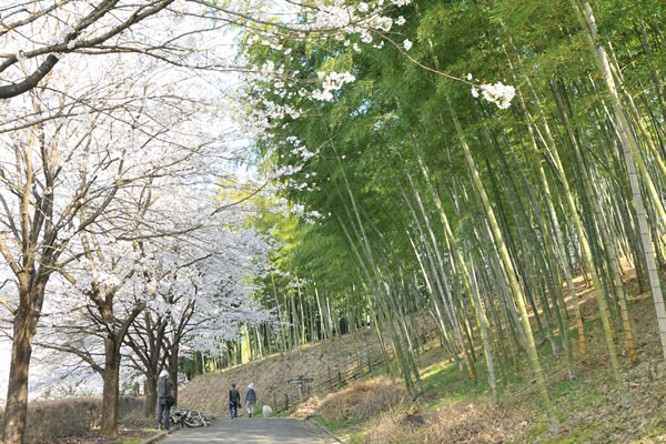 船岡竹林公園の美しい竹林と桜の散策路